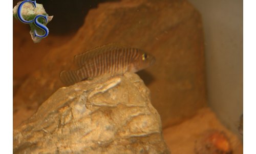 Neolamprologus similis